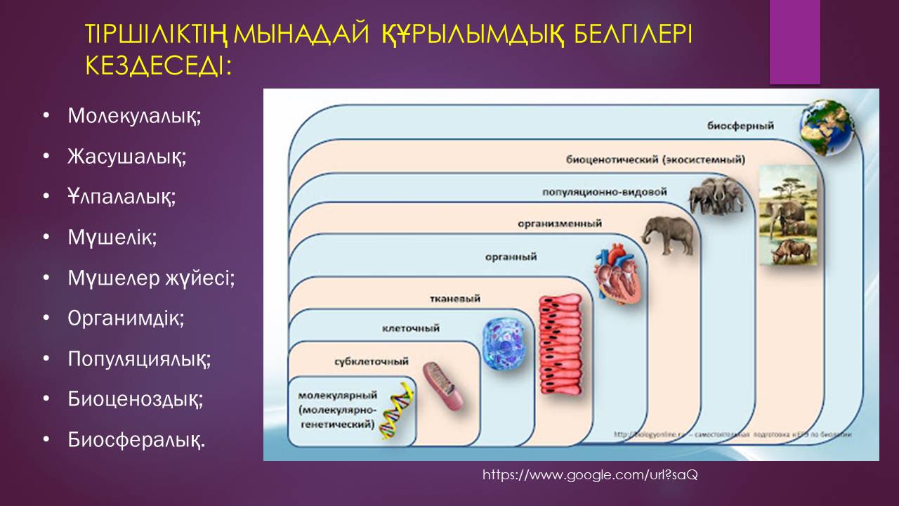 Уровни организации жизни 6